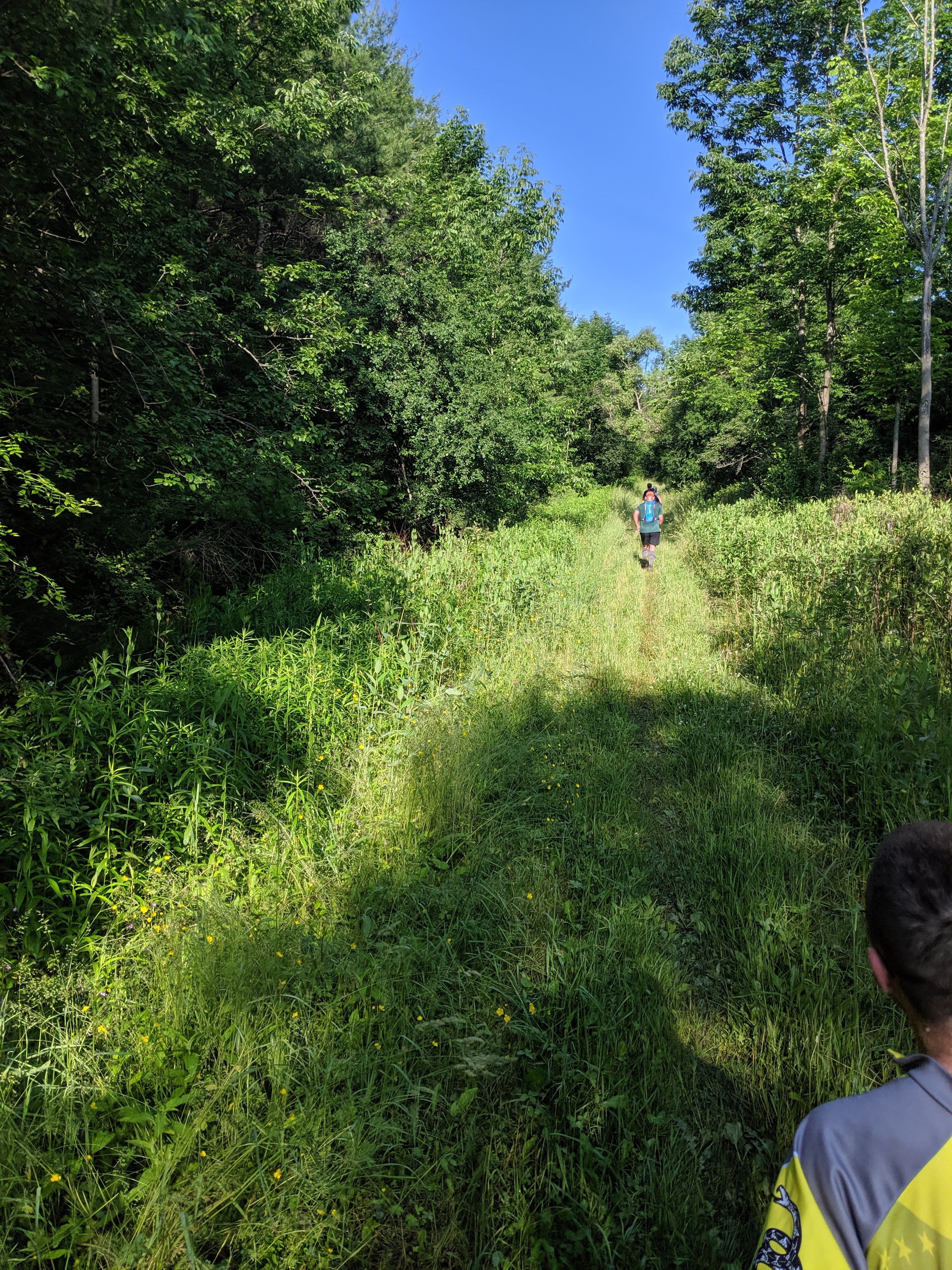 Sunny, grassy trail in the woods
