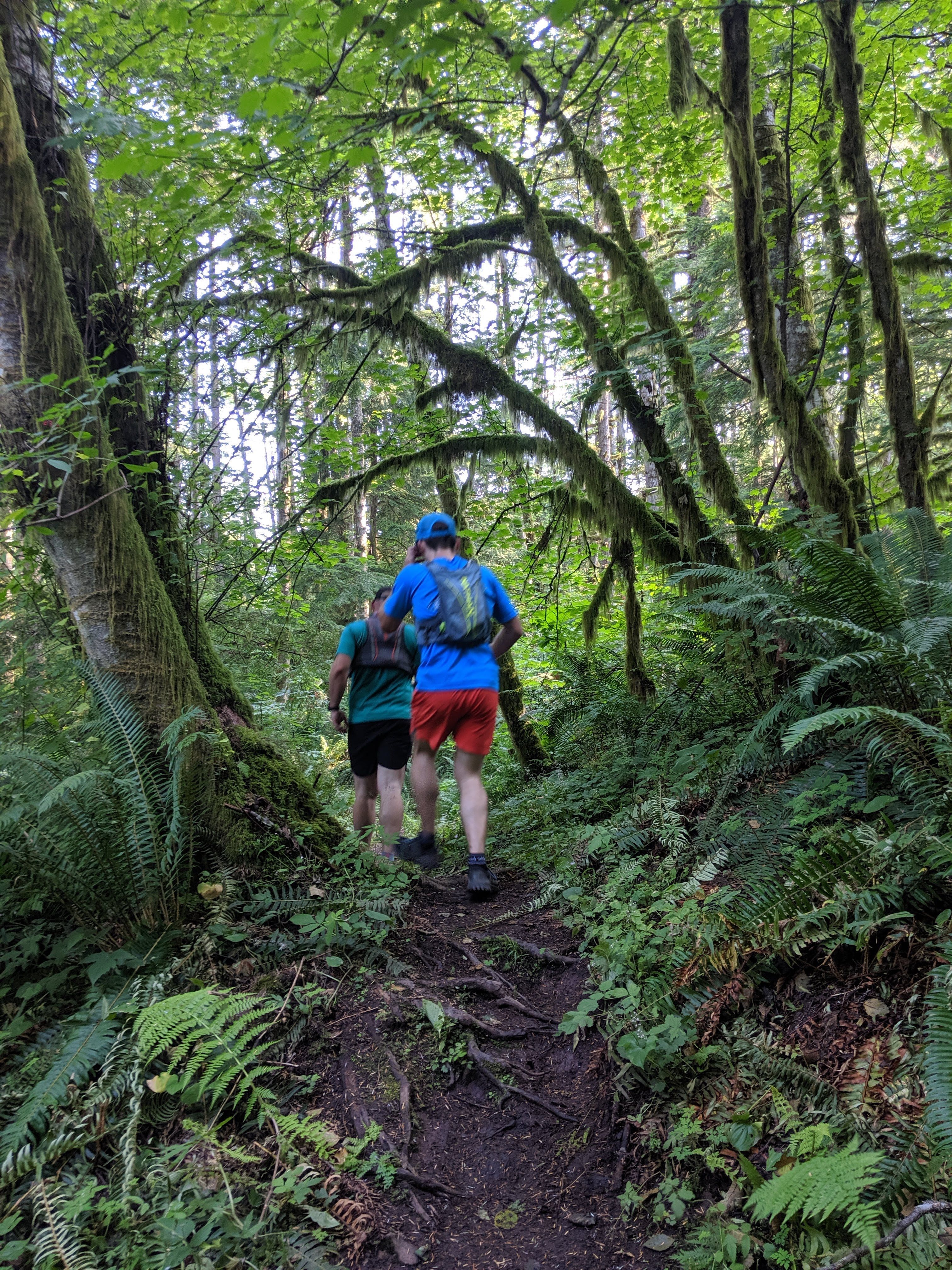 An uphill trail in the woods, with Bobby in the distance