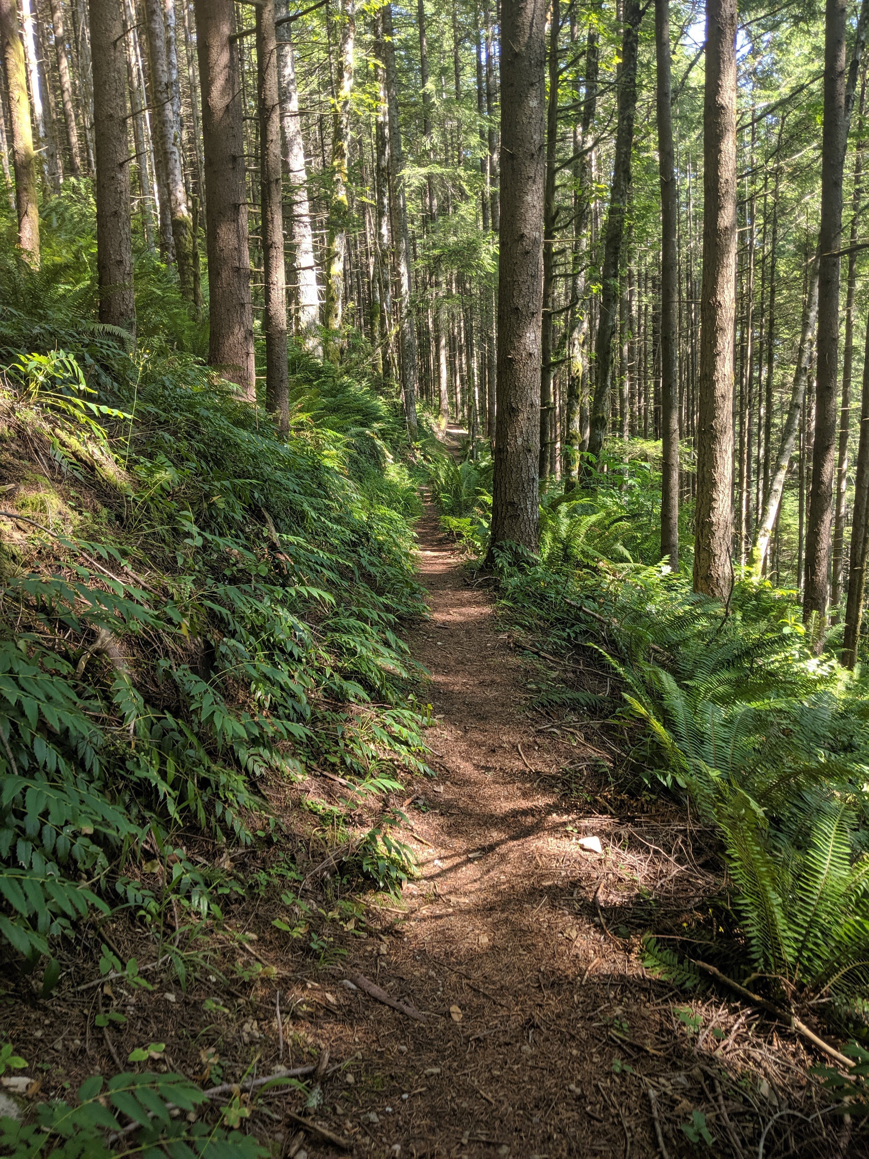 A trail through the woods