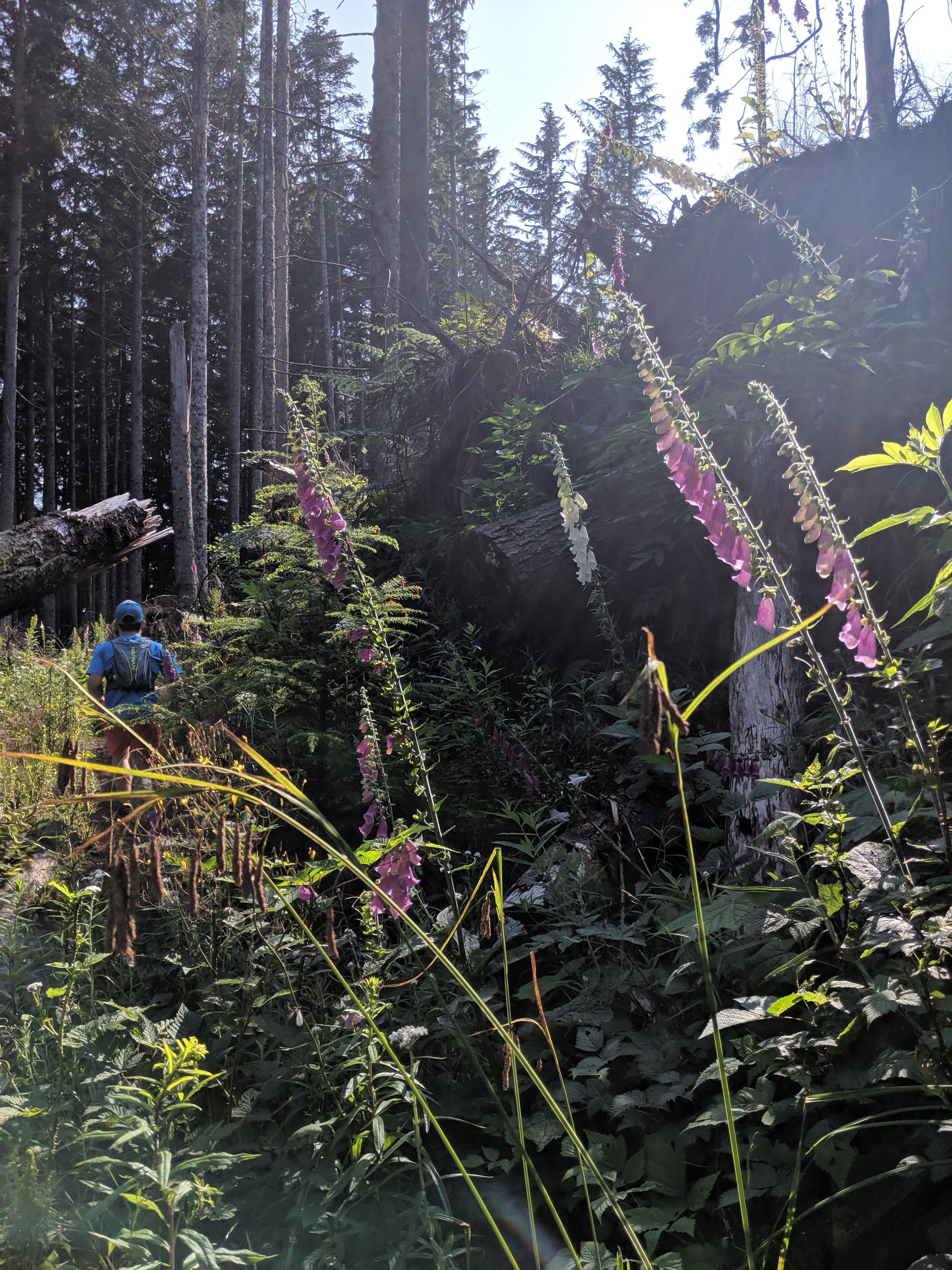 Some bell-shaped purple flowers in the sun, in the woods with Bobby just past them running away