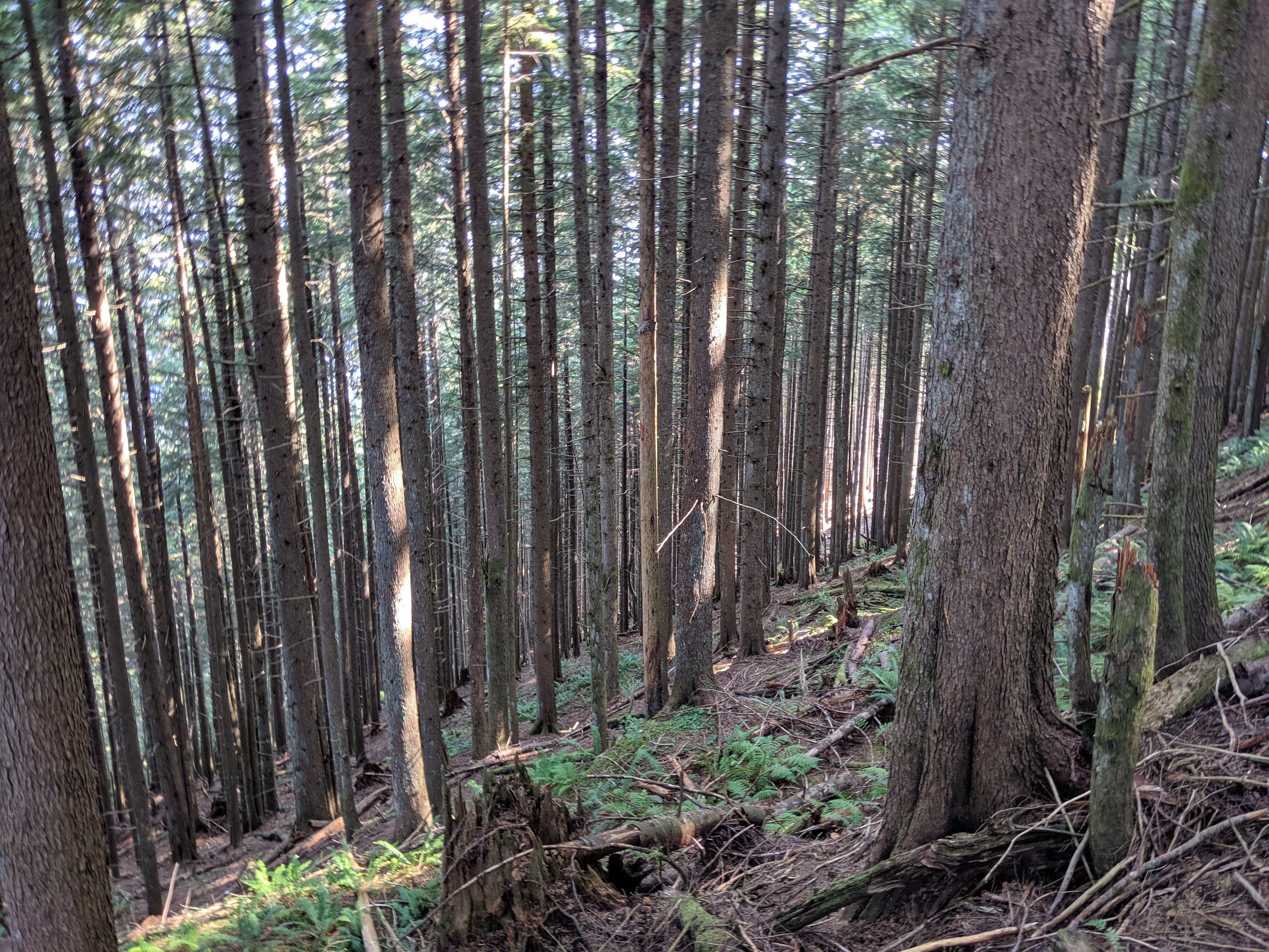Many thin tree trunks on a wooded slope