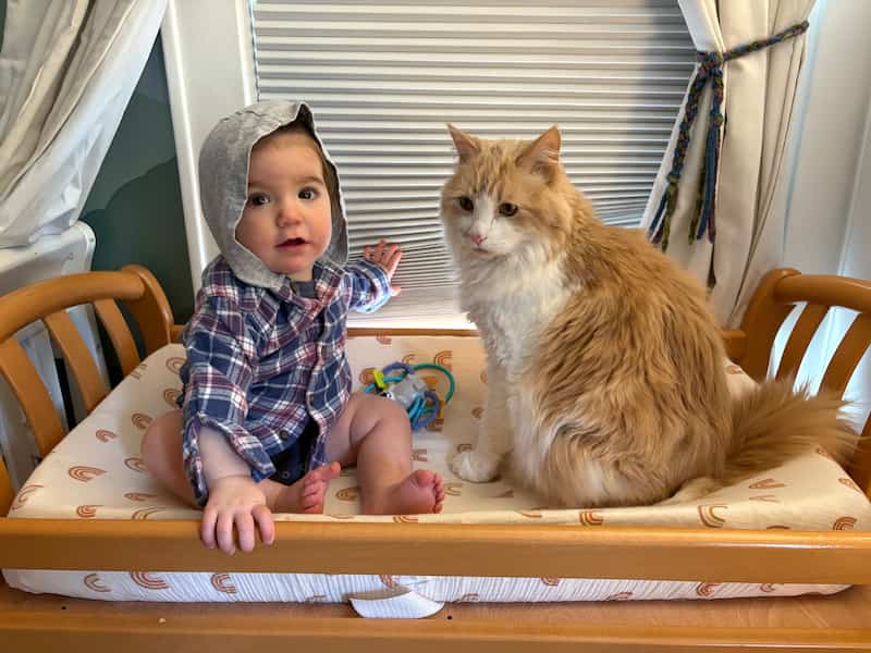 A baby sitting on a changing table, in a purple and blue plaid hooded shirt. Next to the baby sits a white and tan longhaired cat.