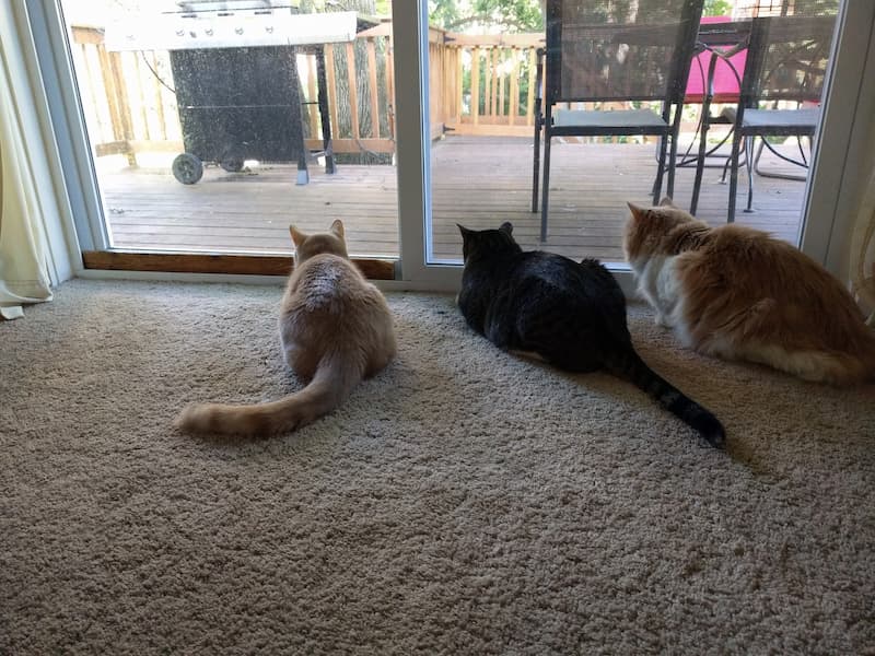 Three cats intently looking out a sliding glass door onto a wooden deck, as if tracking prey. One cat is orange, another a dark gray/black, and the third a longhaired tan and white.