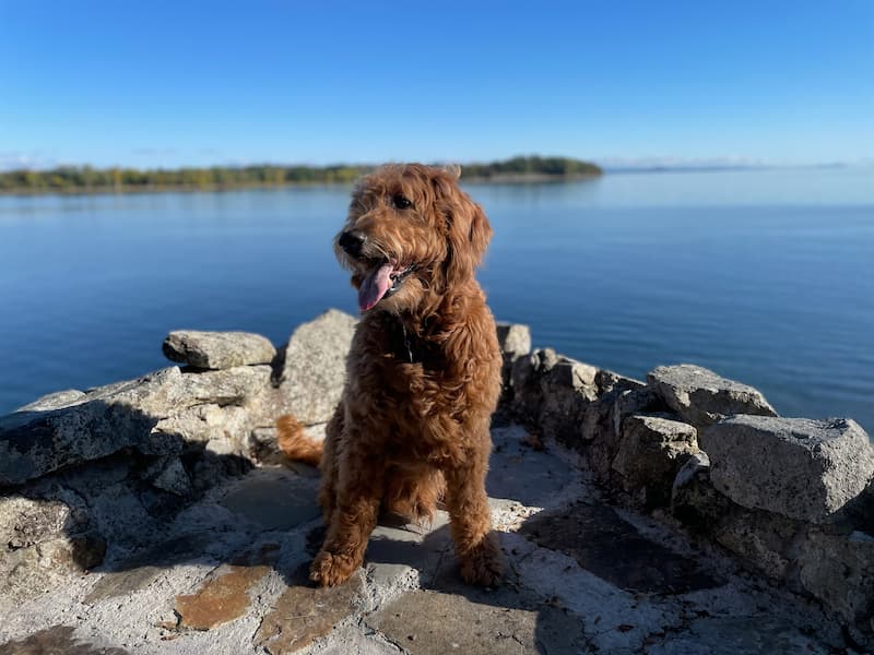 A goldendoodle sitting and smiling at the camera on a stone balcony, overlooking a large lake. The lake background is heavily blurred